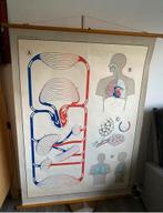 schoolplaat "hart & bloedsomloop" op linnen, Enlèvement ou Envoi