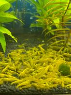 Yellow backilne garnalen, Dieren en Toebehoren, Kreeft, Krab of Garnaal, Zoetwatervis, Schoolvis