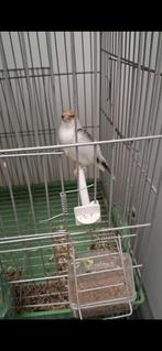 Femelle faciato panaché année 2022 à 400e à Toulouse, Animaux & Accessoires, Oiseaux | Canaris, Femelle