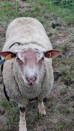 Schapen dek bok, Dieren en Toebehoren, Ophalen