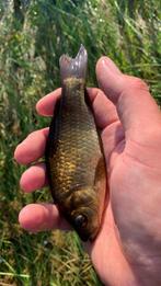 Giebeltjes 5-15 cm, Dieren en Toebehoren