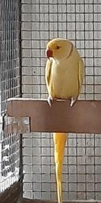 Halsbanden parkieten, Dieren en Toebehoren, Meerdere dieren, Parkiet, Geringd