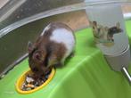 Baby hamster 2,5 maandjes oud . Mannetje, Dieren en Toebehoren, Knaagdieren, Augustus, Mannelijk, Hamster