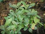 Eriobotrya japonica of Japanse Wolmispel, Ophalen, Vaste plant, Fruitplanten, Volle zon