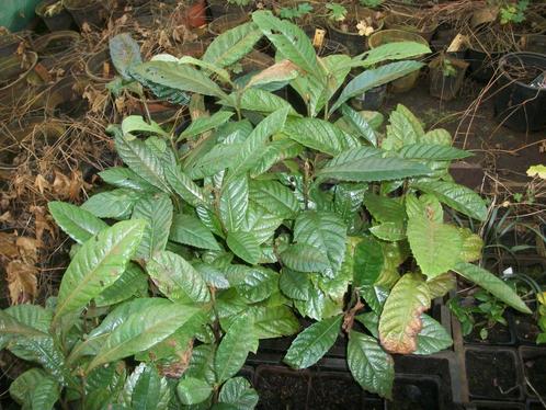 Eriobotrya japonica of Japanse Wolmispel, Tuin en Terras, Planten | Tuinplanten, Vaste plant, Fruitplanten, Volle zon, Ophalen