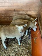 2 rammen 1 ooi, Dieren en Toebehoren, Schapen, Geiten en Varkens
