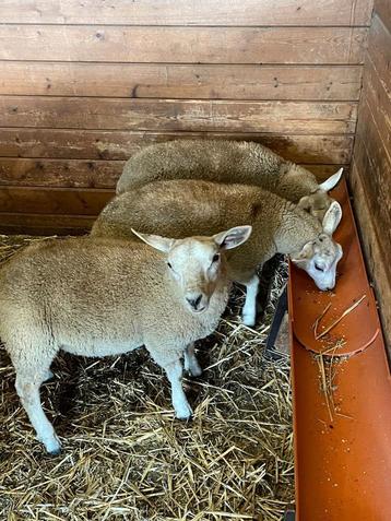 2 rammen 1 ooi beschikbaar voor biedingen