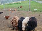 Ram en 3 ooien samen tekoop, Dieren en Toebehoren, Schapen, Geiten en Varkens
