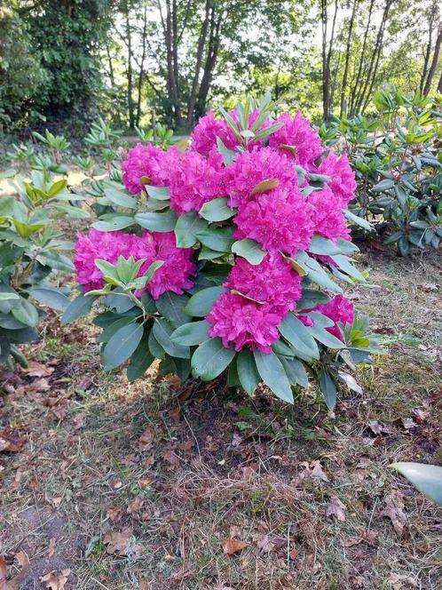 Rhododendron verschillende variëteiten, Jardin & Terrasse, Plantes | Jardin, Plante fixe, Autres espèces, Mi-ombre, Printemps
