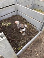 KIPPEN, Juni, Meerdere dieren