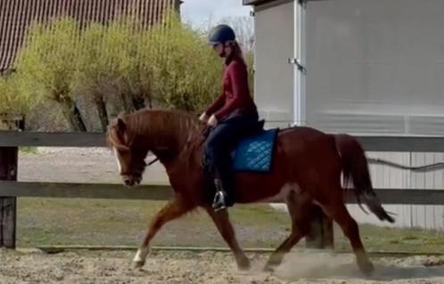 Knappe D-pony zoekt zijn volgende avontuur, Dieren en Toebehoren, Pony's, Ruin, L, D pony (1.37m tot 1.48m), Dressuurpony, 11 jaar of ouder