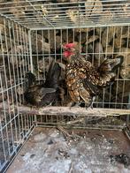 Sebright koppel, Dieren en Toebehoren, Meerdere dieren, Kip