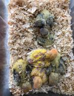 Baby dwergpapegaaien om zelf verder groot te brengen, Dieren en Toebehoren