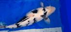 Shiro Utsuri 57cm Female kweker Omosako sansai., Karper of Koi