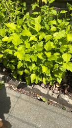 Jonge hibiscus scheuten., Tuin en Terras, Ophalen, Zomer, Vaste plant, Overige soorten