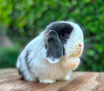 Knappe lieve tolerante KNUFFEL MINILOP voedster zoekt maatje beschikbaar voor biedingen