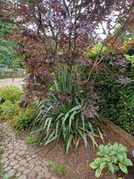 Yucca Gloriosa, Tuin en Terras, Planten | Tuinplanten, Ophalen, Vaste plant