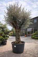 Olijfboom Olea Europaea Bonsai - Op voorraad, Enlèvement, Olivier