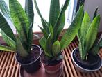 Sansevieria,vrouwentong,of dracaena trifasiciata, Ophalen