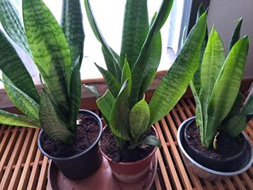 Sansevieria,vrouwentong,of dracaena trifasiciata beschikbaar voor biedingen