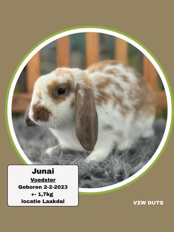 TER ADOPTIE gevaccineerde voedster beschikbaar voor biedingen