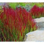 Imperata 'Red baron' of Japans Bloedgras, Tuin en Terras, Ophalen, Volle zon, Vaste plant, Siergrassen
