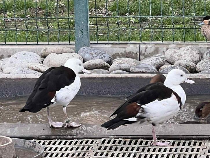 radjaeend @ paradijshof, Dieren en Toebehoren, Pluimvee, Eend, Meerdere dieren