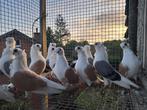 Duiven te koop, Dieren en Toebehoren