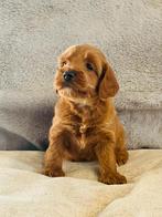 Nés ici, chiots Cockapoo à vendre, Animaux & Accessoires, Parvovirose, Taille moyenne, Plusieurs, Belgique