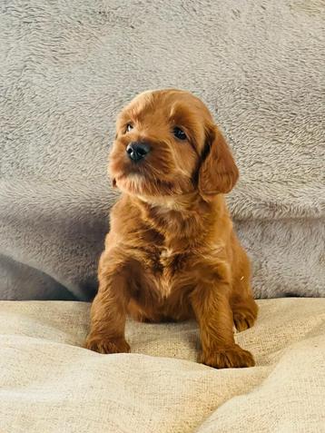 Nés ici, chiots Cockapoo à vendre 