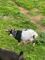 Dwergeit bokje 4 maand, Dieren en Toebehoren, Schapen, Geiten en Varkens