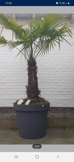 Palmboom Trachycarpus Fortnei, Ophalen, Palmboom