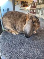 Duitse hangoor konijn, Dieren en Toebehoren, Hangoor