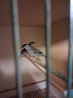 Koppel Ceresamandine TT, Dieren en Toebehoren, Meerdere dieren, Tropenvogel, Geringd