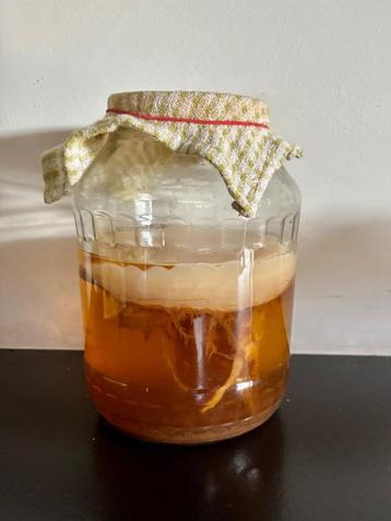 kombuchazwam / scoby met startersvloeistof beschikbaar voor biedingen