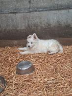 Zwitserse herder pups, België, Fokker | Hobbymatig, Reu, CDV (hondenziekte)