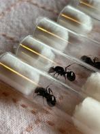 Messor Barbarus Queens 2025 / mieren ant kolonie, Dieren en Toebehoren, Mieren