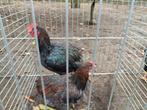 3 Barnevelder hanen, Dieren en Toebehoren, Pluimvee, Mannelijk, Kip