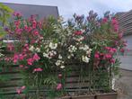 Oleander, Tuin en Terras, Planten | Tuinplanten, Ophalen of Verzenden