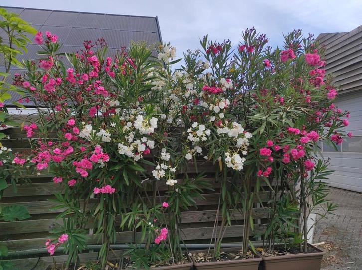 Oleander, Tuin en Terras, Planten | Tuinplanten, Ophalen of Verzenden
