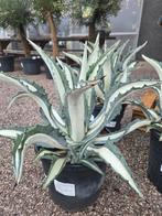 Agave Mediopicta Alba, Jardin & Terrasse, Plantes | Jardin, Enlèvement