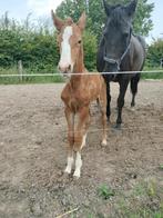 Merrie zoekt nieuwe thuis als weidemaatje, Dieren en Toebehoren, Paarden, Merrie, Gechipt, Niet van toepassing, 11 jaar of ouder