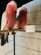 Kaketoe roze koppel, Dieren en Toebehoren, Papegaai