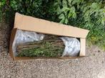 Liguster struiken, Jardin & Terrasse, Plantes | Arbustes & Haies, Moins de 100 cm, Enlèvement, Troène, Arbuste