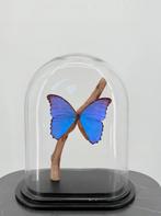 Vlinder Stolp met Blauwe Morpho