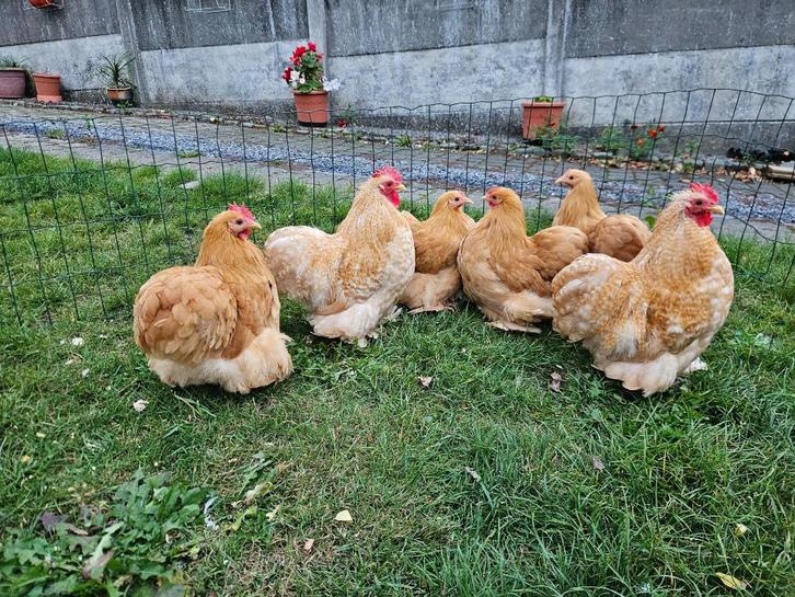 Prachtige Jonge Cochin kriel kippen ,Handtam en topkwaliteit, Dieren en Toebehoren, Pluimvee, Kip, Meerdere dieren