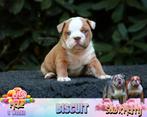 Unieke engelse Bulldog puppies – nu te reserveren, Dieren en Toebehoren, België, Fokker | Hobbymatig, CDV (hondenziekte), 8 tot 15 weken