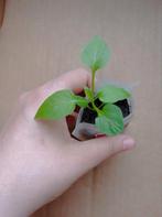 California Wonder | Paprika Planten, Tuin en Terras, Ophalen