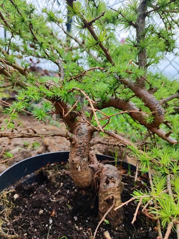 startplant bonsai larix, Ophalen, In pot