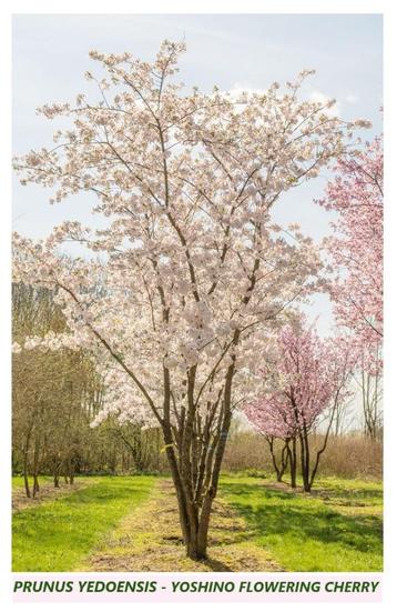 MULTIPLE TIGE PRUNUS YEDOENSIS - YOSHINO CERISIER A FLEURS disponible aux enchères